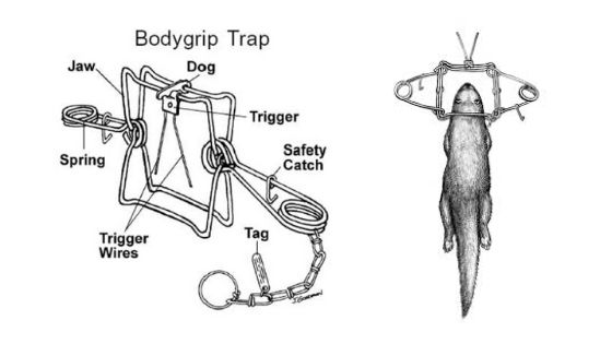Bodygrip Conibear Trap Drawing